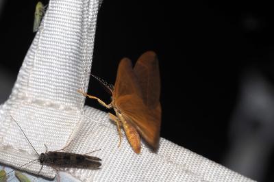 <i>Watsonalla binaria</i>