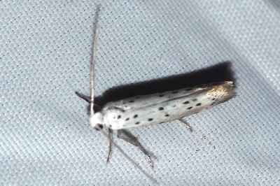 <i>Yponomeuta irrorella</i>
