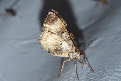 <i>Epirrhoe rivata</i>