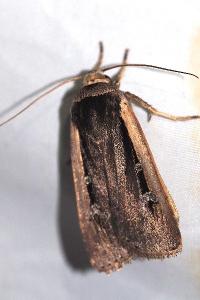 <i>Ochropleura leucogaster</i>