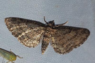 <i>Eupithecia inturbata</i>