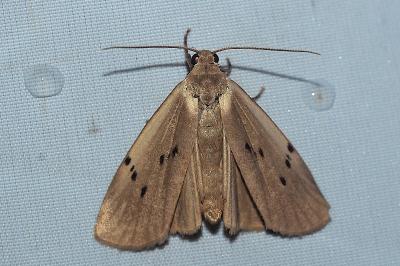 <i>Pelosia muscerda</i>