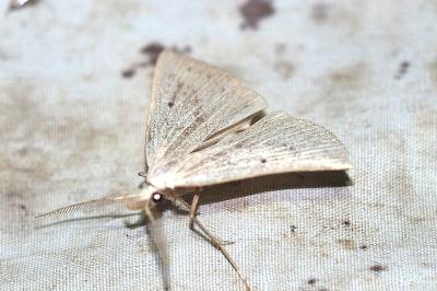 <i>Macrochilo cribrumalis</i>