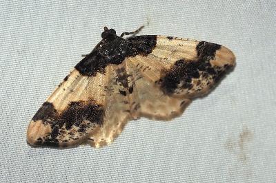 <i>Ligdia adustata</i>