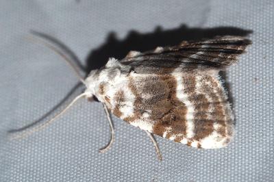 <i>Meganola albula</i>