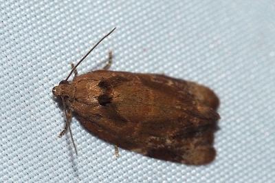 <i>Ditula angustiorana</i>