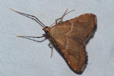 <i>Endotricha flammealis</i>
