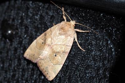 <i>Cosmia trapezina</i>