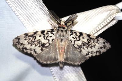 <i>Lymantria monacha</i>