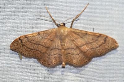 <i>Idaea aversata</i>