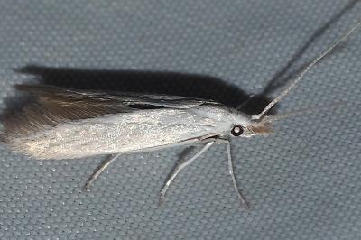 <i>Coleophora</i>