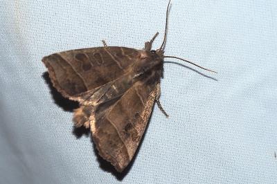 <i>Ipimorpha retusa</i>