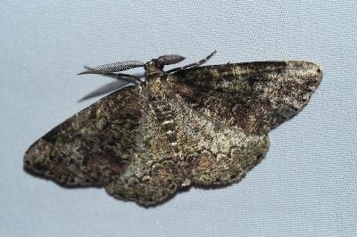<i>Cleorodes lichenaria</i>