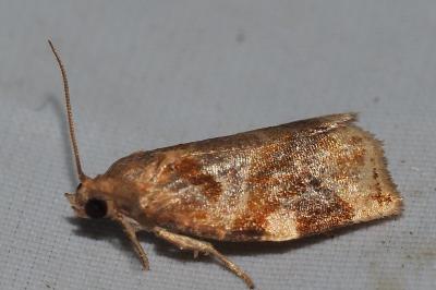 <i>Archips xylosteana</i>
