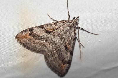 <i>Aplocera efformata</i>