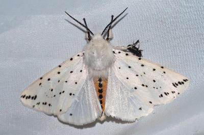 <i>Spilosoma lubricipeda</i>
