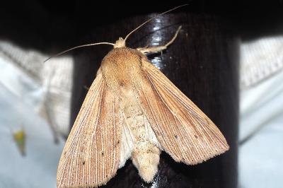 <i>Mythimna impura</i>