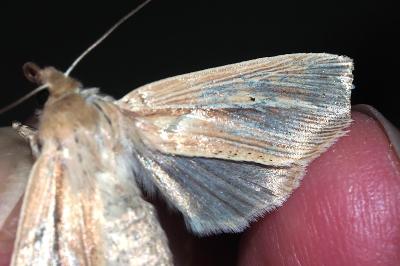 <i>Mythimna impura</i>