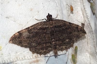 <i>Philereme transversata</i>