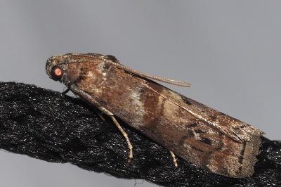 <i>Phycita roborella</i>