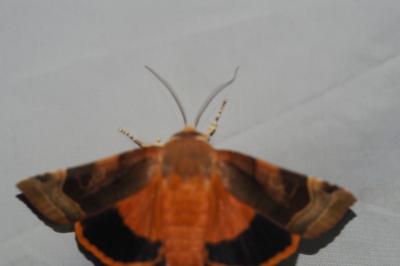 <i>Noctua fimbriata</i>