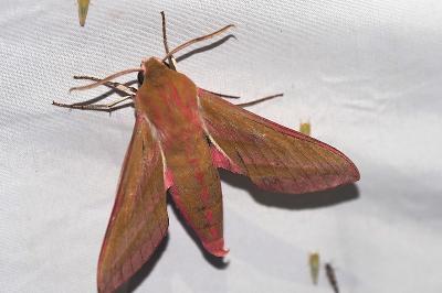 <i>Deilephila elpenor</i>