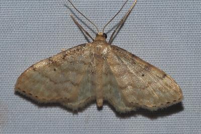 <i>Idaea fuscovenosa</i>