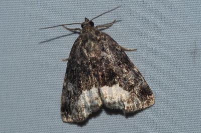<i>Deltote pygarga</i>