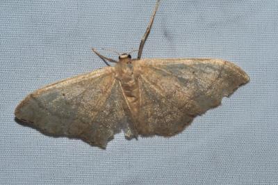 <i>Idaea straminata</i>