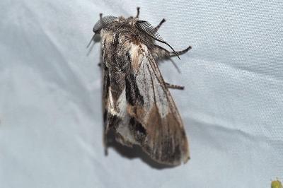 <i>Harpyia milhauseri</i>