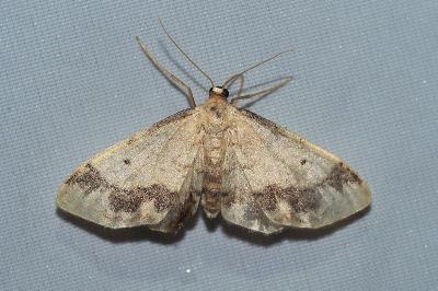 <i>Idaea trigeminata</i>