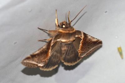 <i>Habrosyne pyritoides</i>