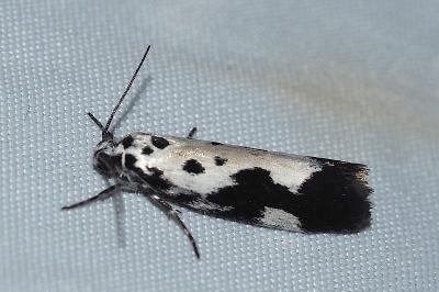 <i>Ethmia quadrillella</i>