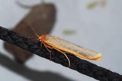 <i>Manulea complana</i>