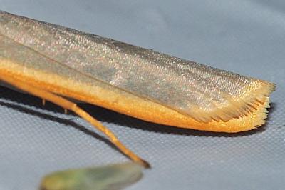 <i>Manulea complana</i>