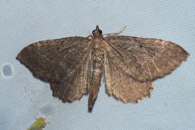 <i>Philereme vetulata</i>