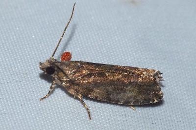 <i>Zeiraphera isertana</i>