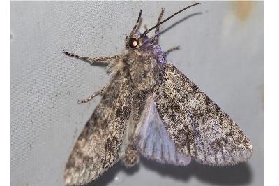 <i>Acronicta megacephala</i>