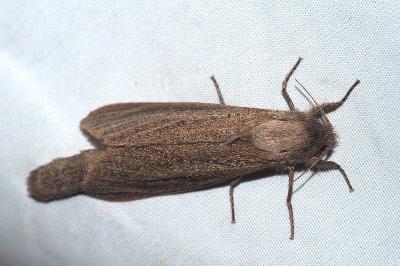 <i>Phragmataecia castaneae</i>