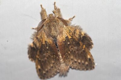 <i>Stauropus fagi</i>