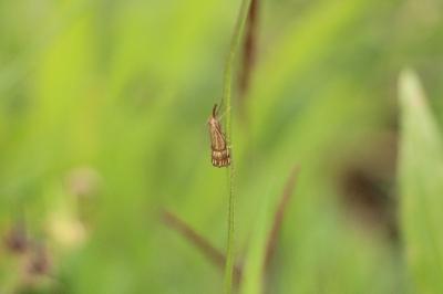 <i>Chrysocrambus linetella</i>
