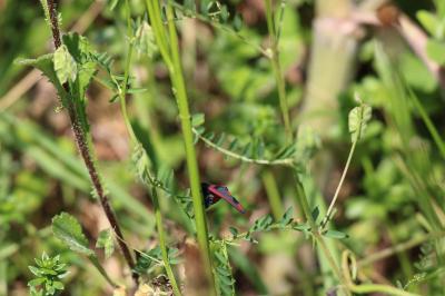 <i>Tyria jacobaeae</i>