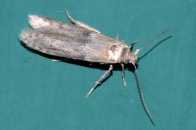 <i>Blastobasis</i>