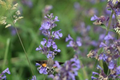 <i>Macroglossum stellatarum</i>