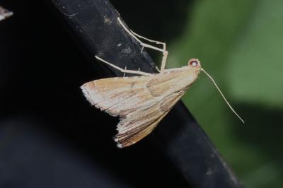 <i>Endotricha flammealis</i>