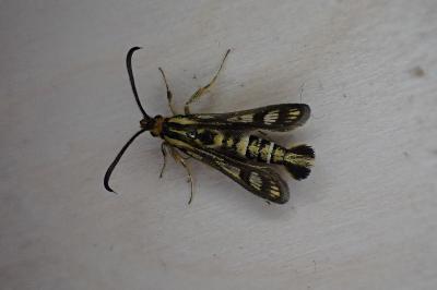 <i>Chamaesphecia tenthrediniformis</i>
