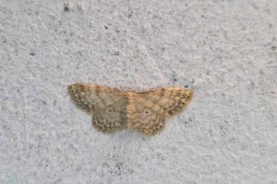 <i>Idaea fuscovenosa</i>