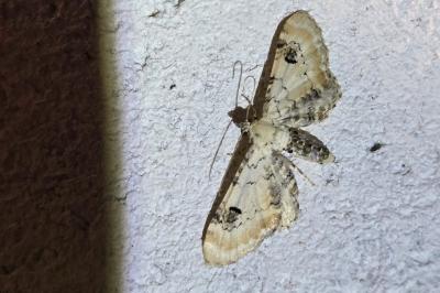 <i>Eupithecia centaureata</i>