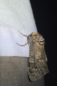 <i>Cossus cossus</i>