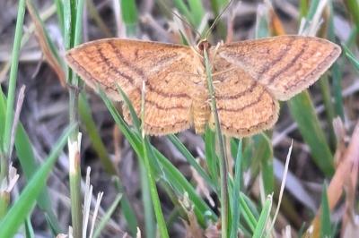 <i>Idaea ochrata</i>